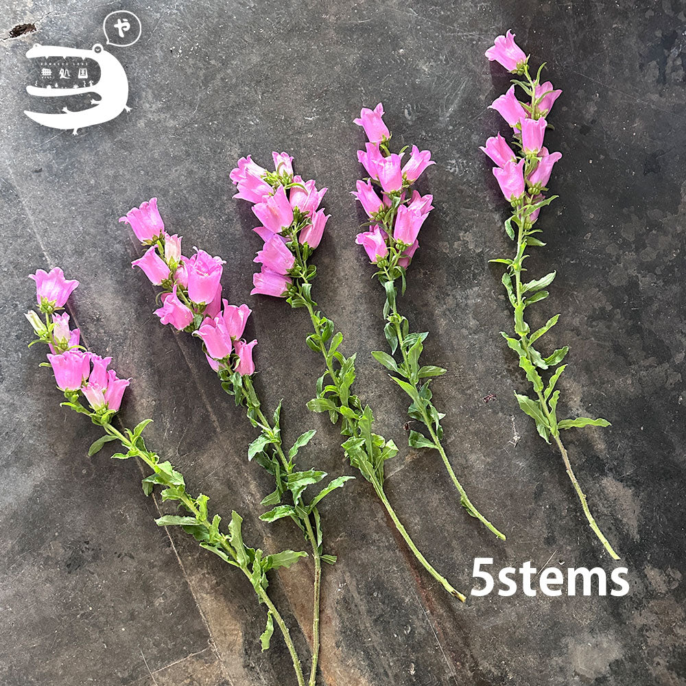 Campanula medium : 3 stems/ 5 stems