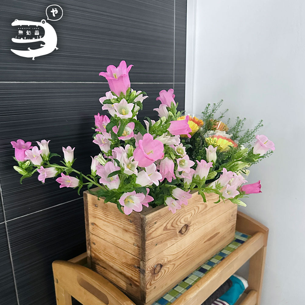 Campanula medium : 3 stems/ 5 stems