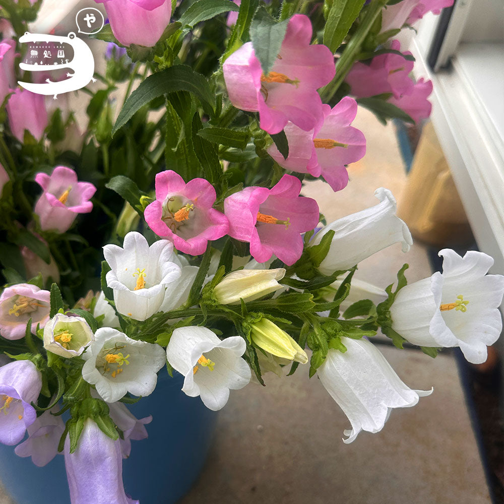 Campanula medium : 3 stems/ 5 stems