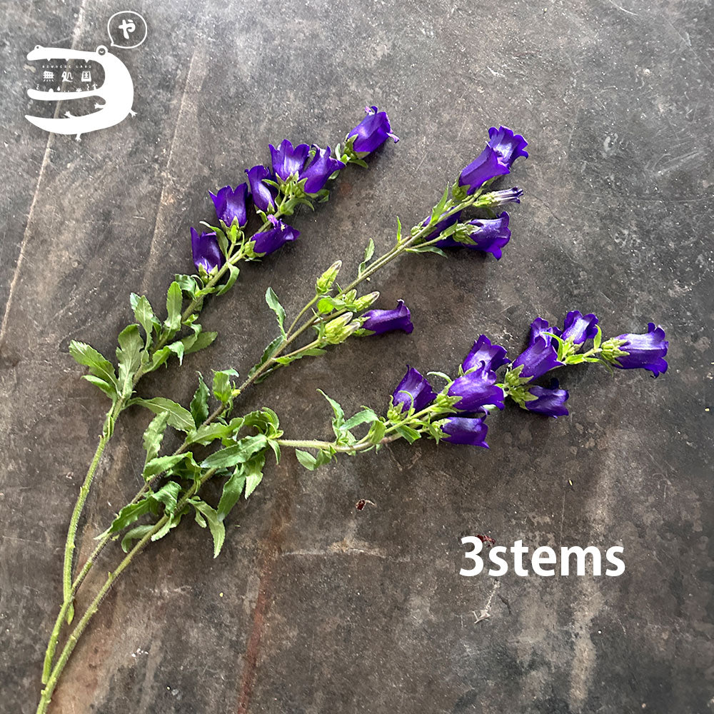 Campanula medium : 3 stems/ 5 stems