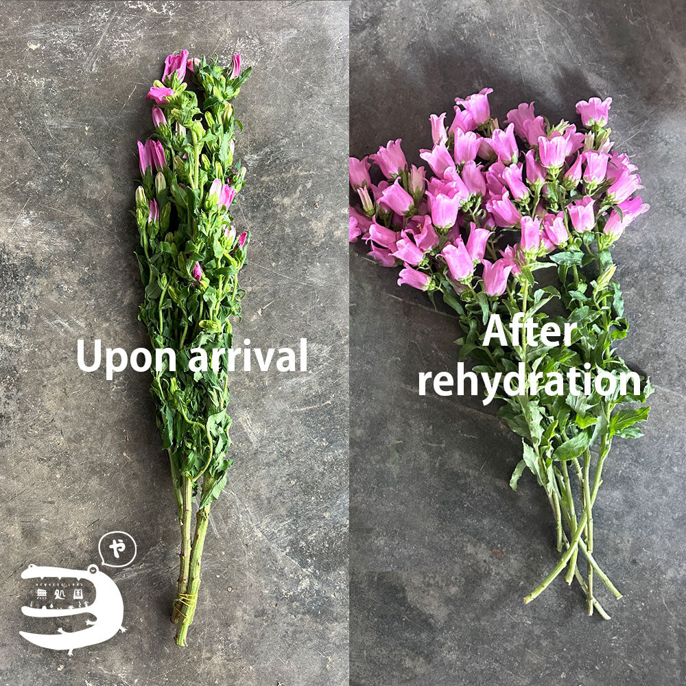 Campanula medium : 3 stems/ 5 stems