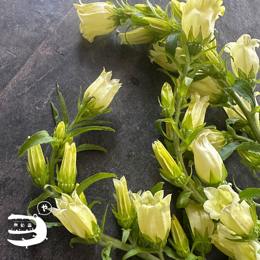 Campanula medium : 3 stems/5 stems - Unique Fresh Flowers from Cameron Highlands | Nowhereland