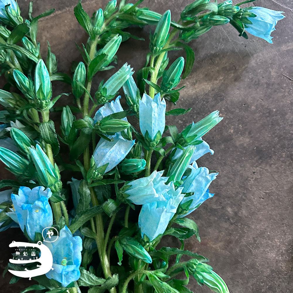 Campanula medium : 3 stems/5 stems - Unique Fresh Flowers from Cameron Highlands | Nowhereland