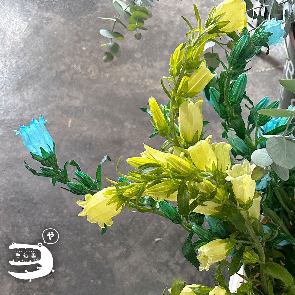 Campanula medium : 3 stems/5 stems - Unique Fresh Flowers from Cameron Highlands | Nowhereland