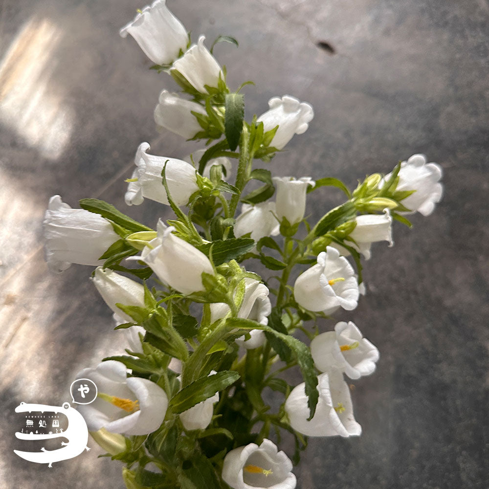 Campanula medium : 3 stems/5 stems - Unique Fresh Flowers from Cameron Highlands | Nowhereland