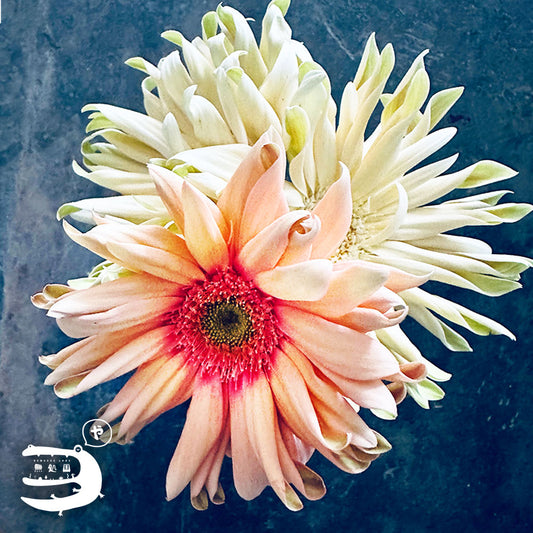 Gerbera Carbonara [Top-Grade] : 10 stems