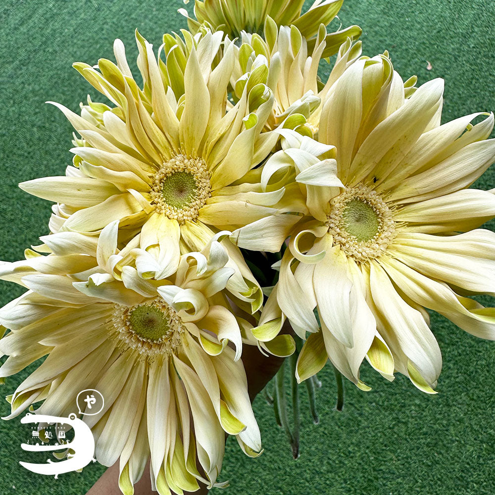 Gerbera Carbonara [Top-Grade] : 10 stems