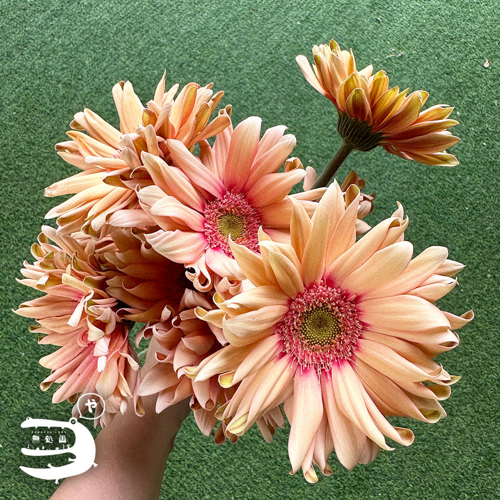 Gerbera Carbonara [Top-Grade] : 10 stems