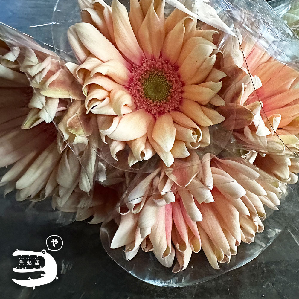 Gerbera Carbonara [Top-Grade] : 10 stems