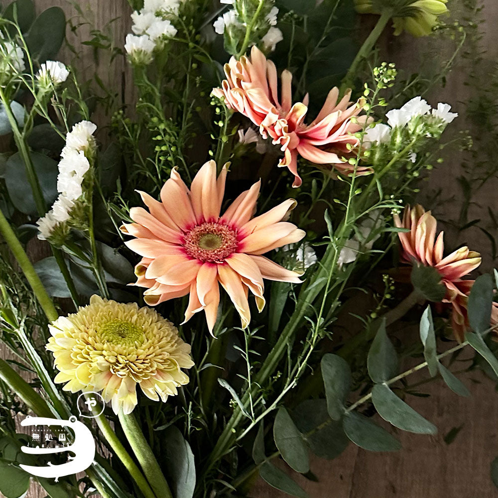 Gerbera Carbonara [Top-Grade] : 10 stems