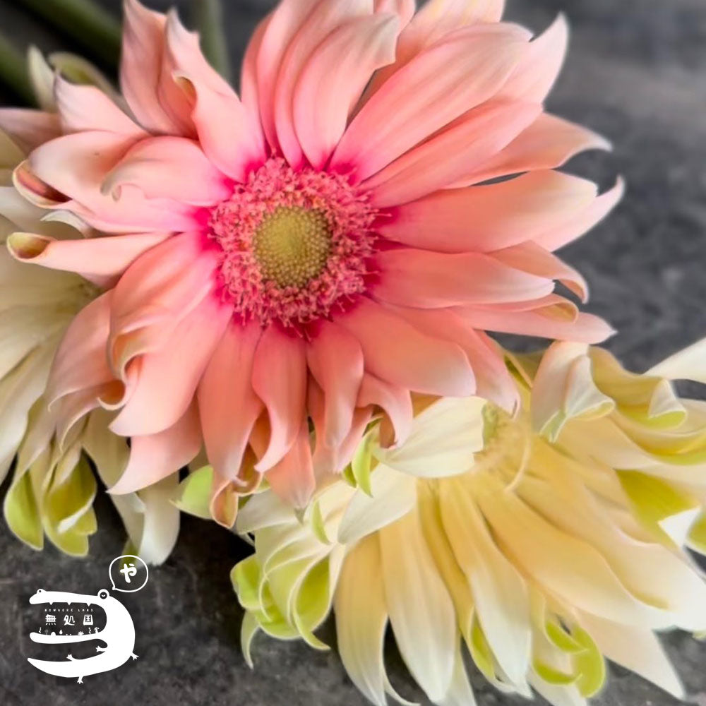 Gerbera Carbonara [Top-Grade] : 10 stems