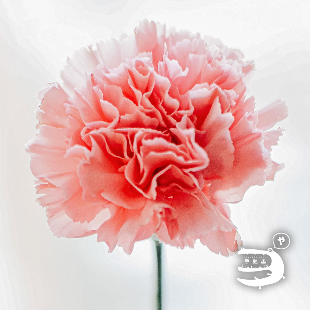 Carnation : 20 stems