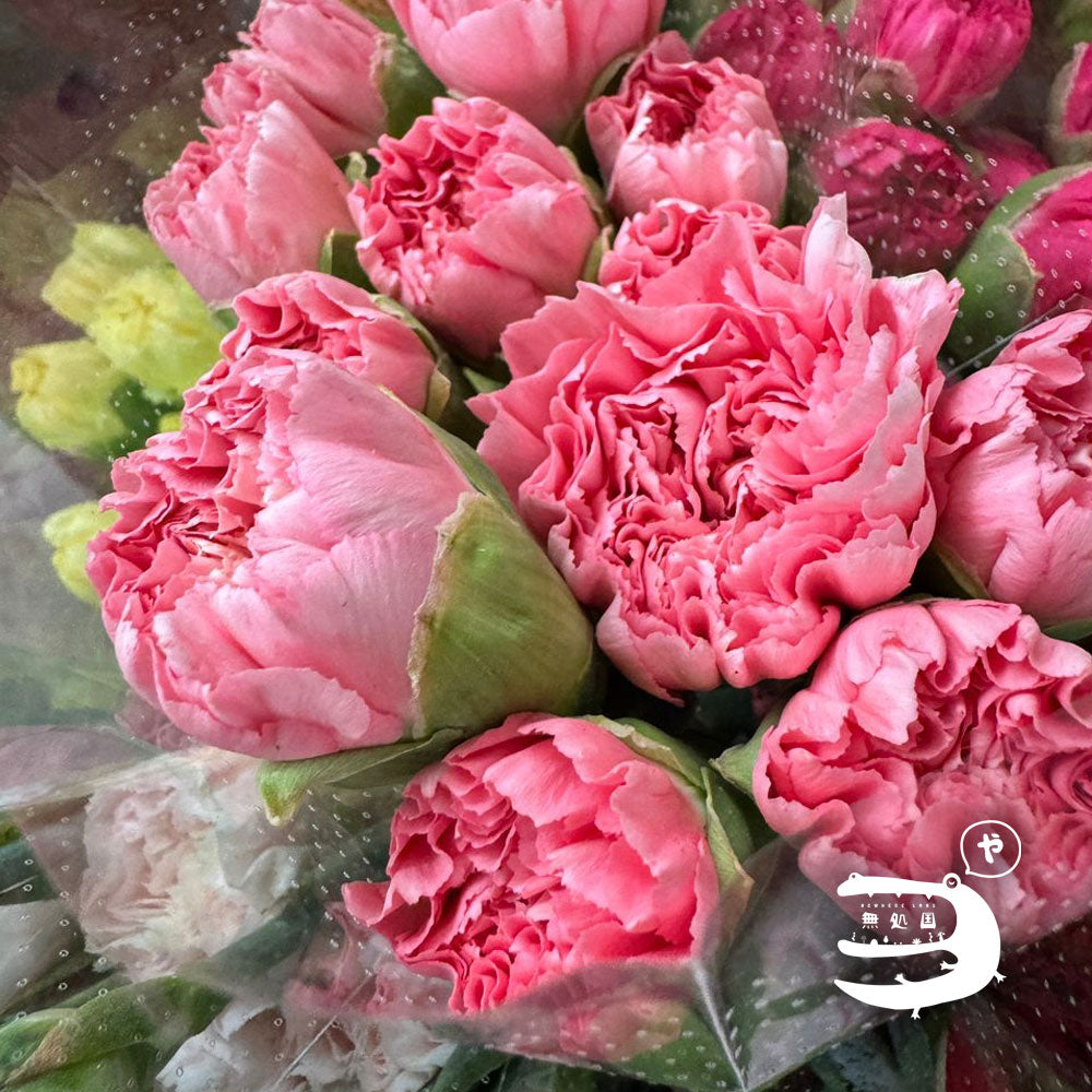 Carnation : 20 stems