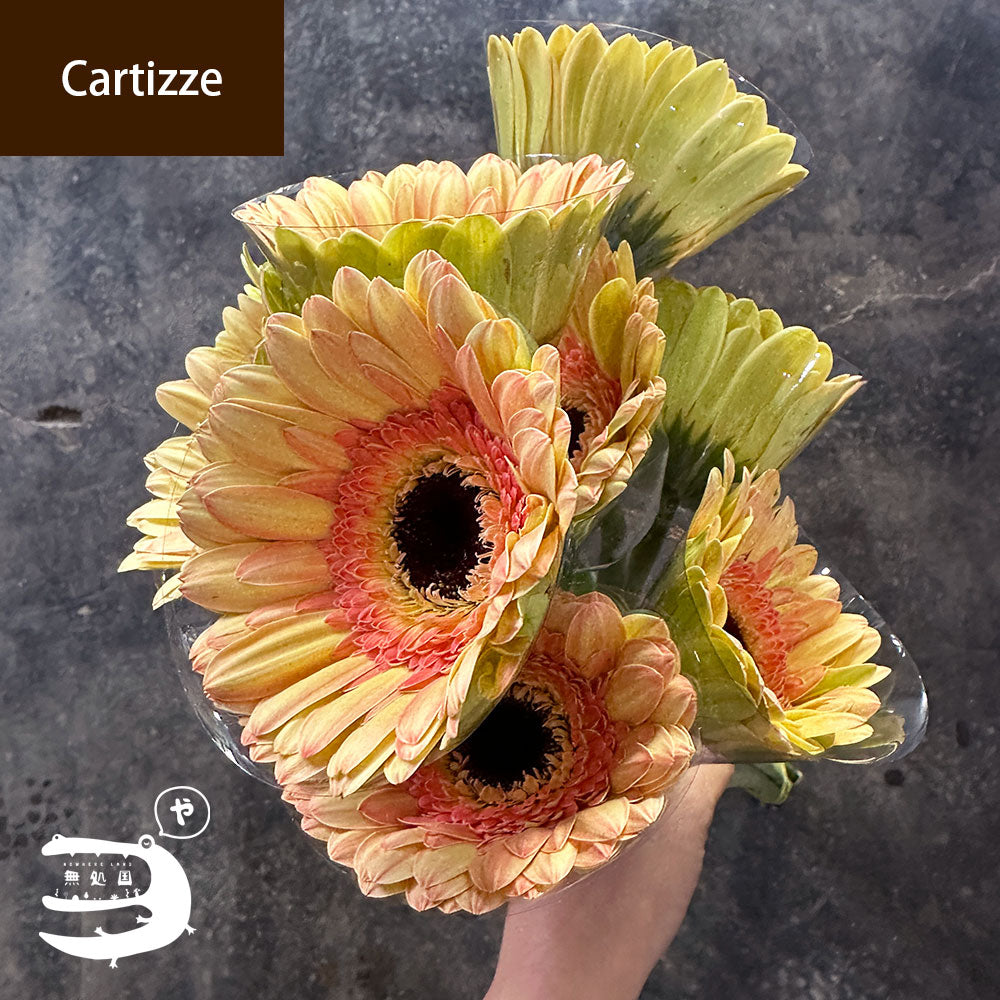 Yellow & Orange Gerbera Daisy [Top-Grade] : 10stems