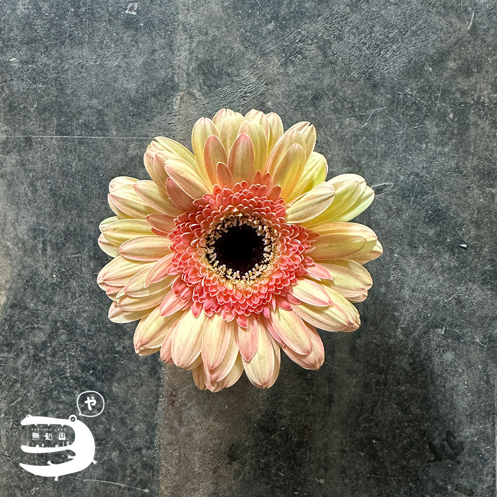 Yellow & Orange Gerbera Daisy [Top-Grade] : 10stems