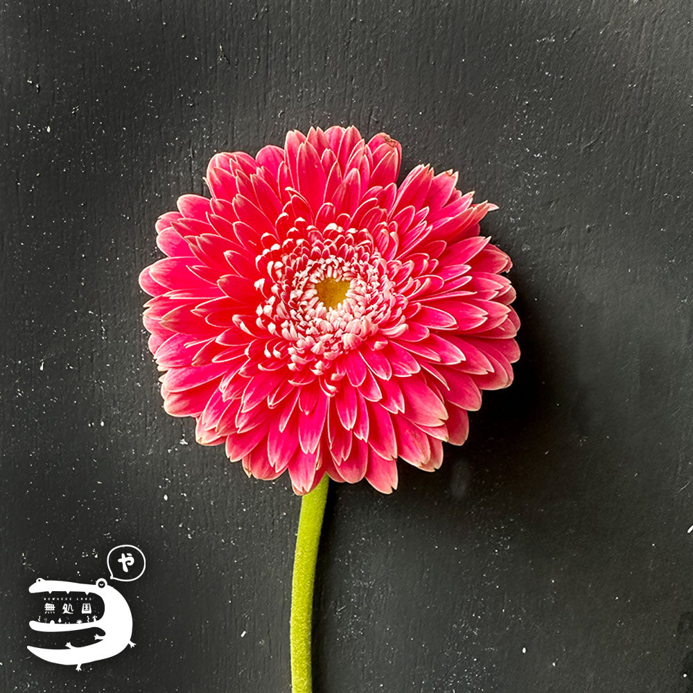 Gerbera Powerball(Celebrity) [Top-Grade] : 10 stems