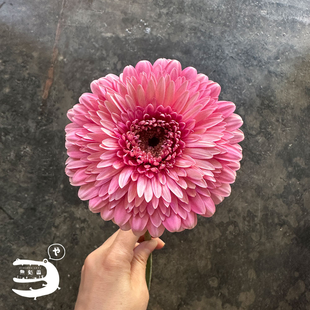 Gerbera Powerball(Celebrity) [Top-Grade] : 10 stems