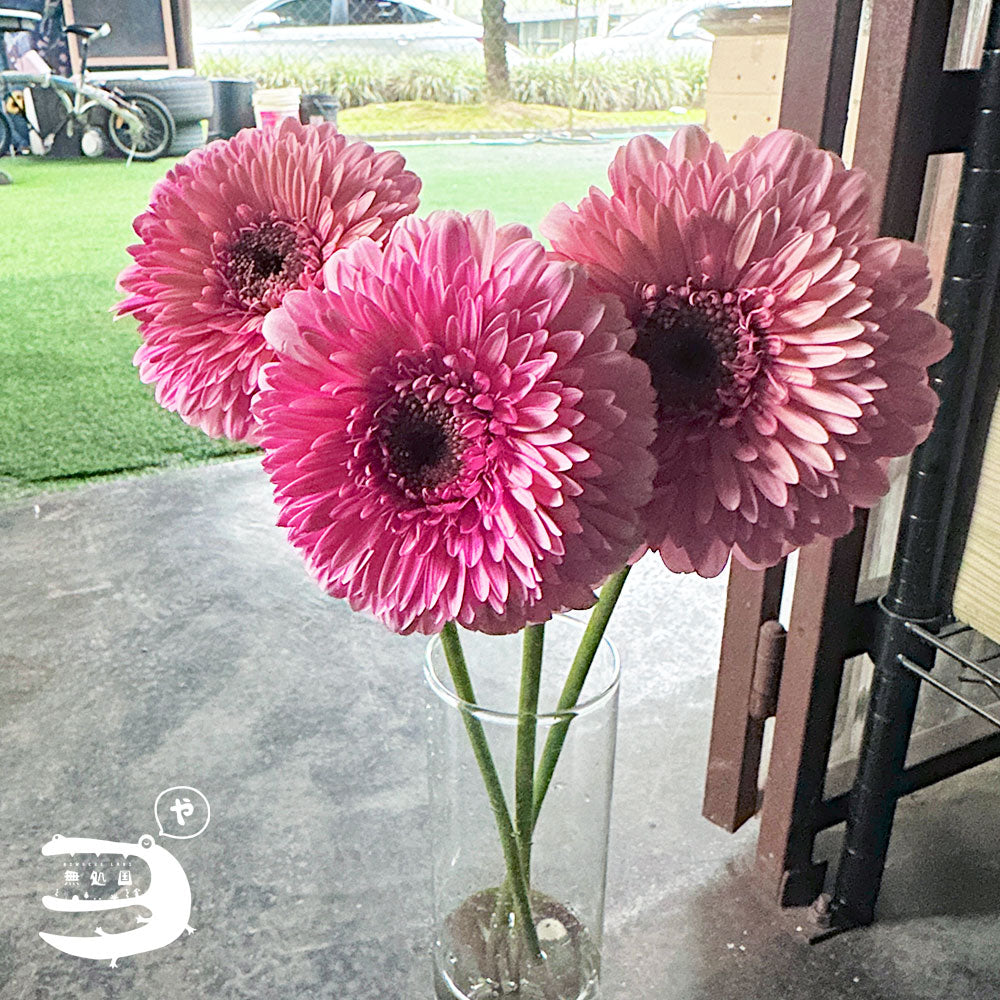 Gerbera Powerball(Celebrity) [Top-Grade] : 10 stems