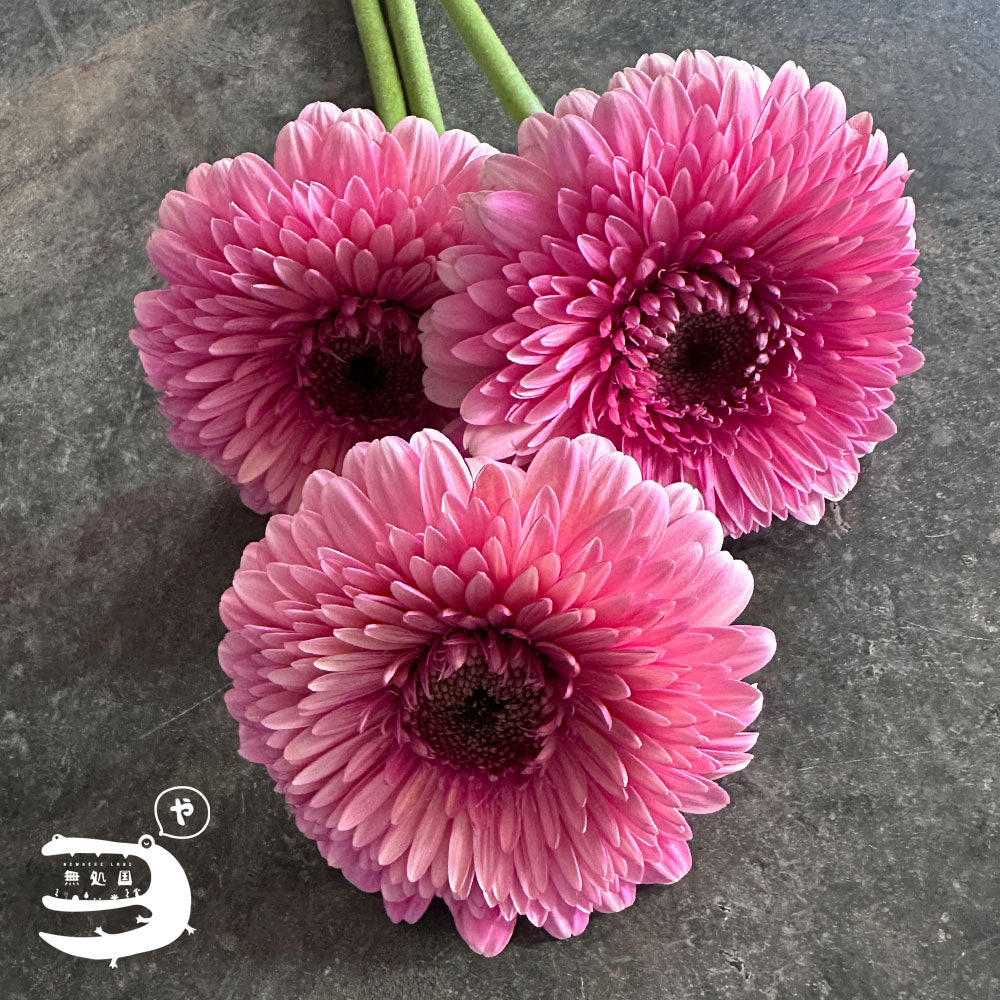 Gerbera Powerball(Celebrity) [Top-Grade] : 10 stems