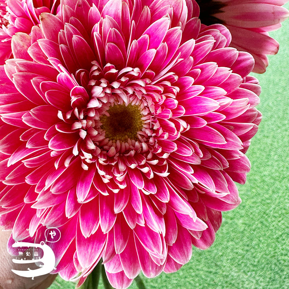 Gerbera Powerball(Celebrity) [Top-Grade] : 10 stems