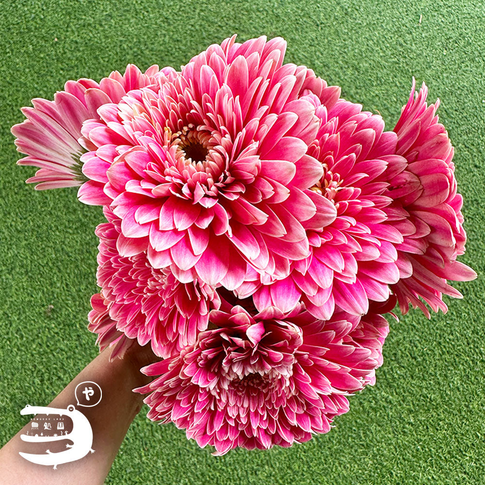 Gerbera Powerball(Celebrity) [Top-Grade] : 10 stems