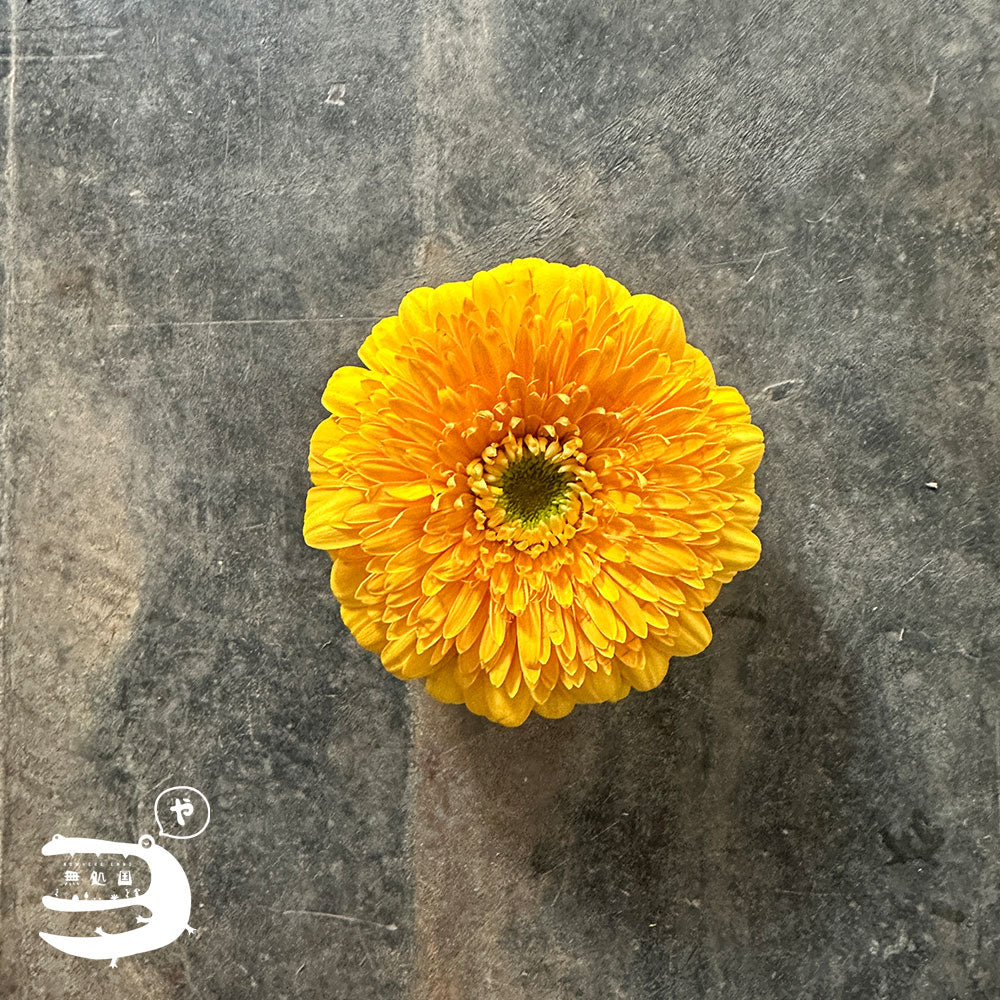 Gerbera Powerball(Celebrity) [Top-Grade] : 10 stems