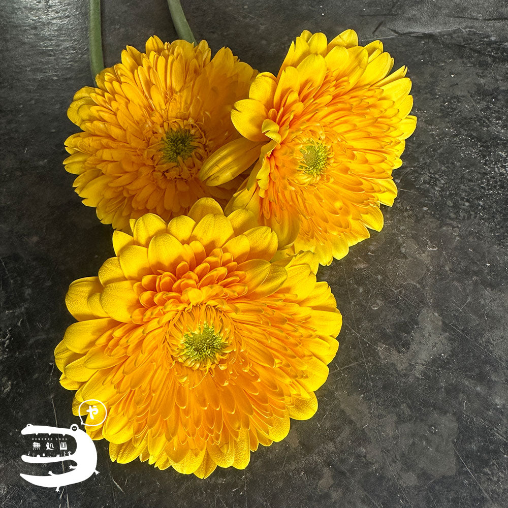 Gerbera Powerball(Celebrity) [Top-Grade] : 10 stems