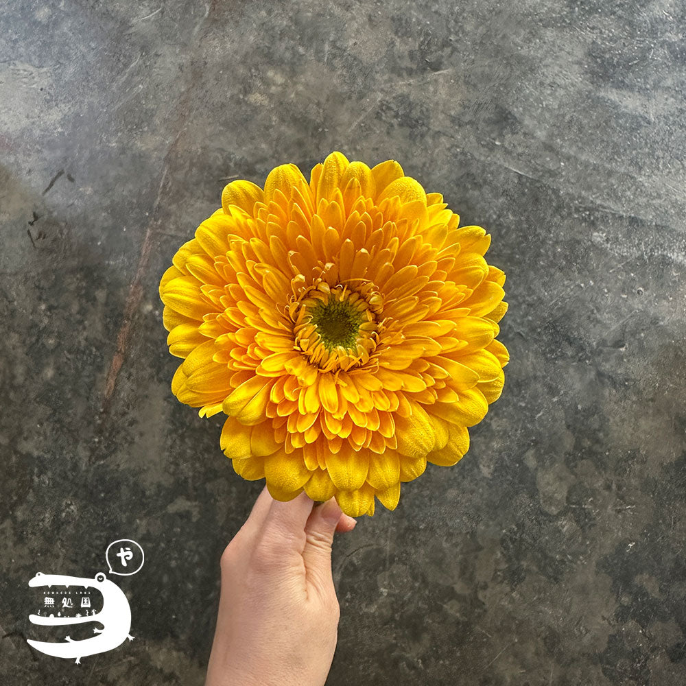 Gerbera Powerball(Celebrity) [Top-Grade] : 10 stems