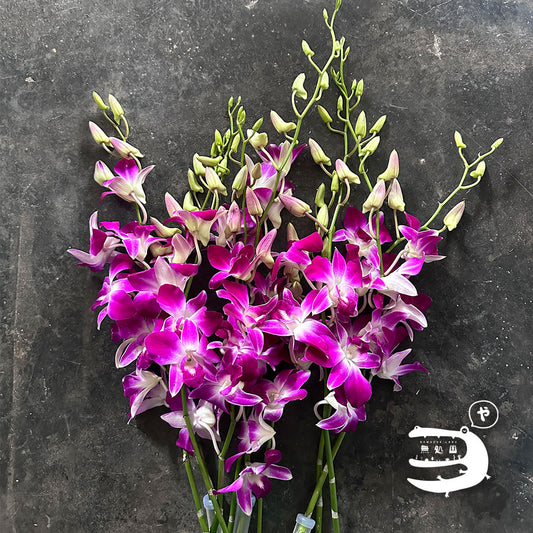 Dendrobium : 10 stems