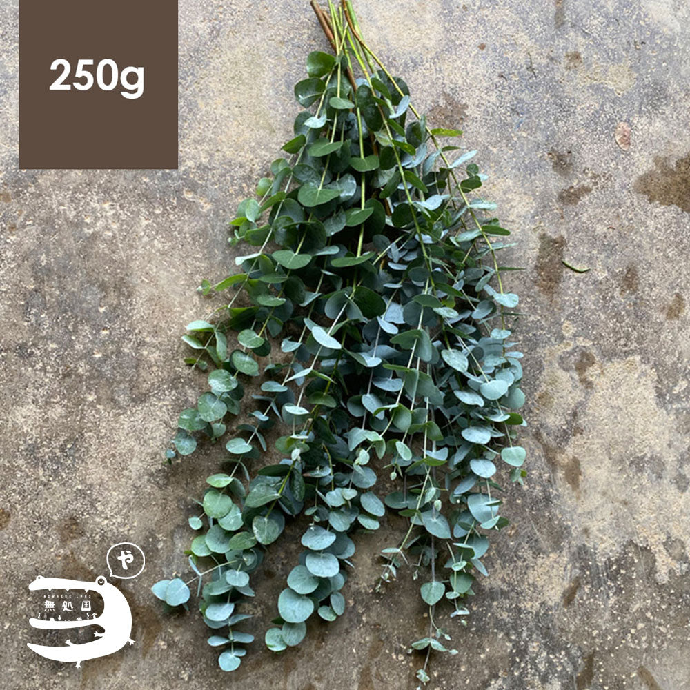 Eucalyptus (pulverulenta/baby blue) [Top-Grade] : 250g/500g