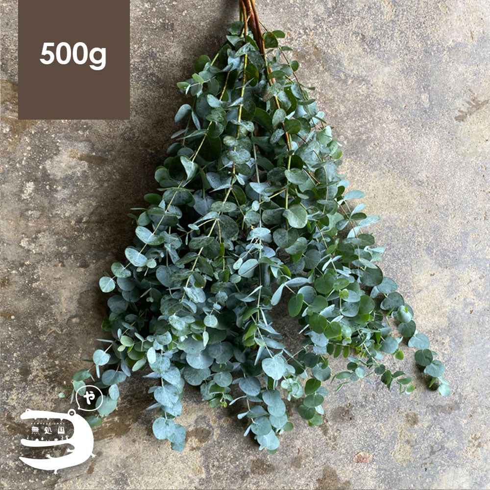 Eucalyptus (pulverulenta/baby blue) [Top-Grade] : 250g/500g