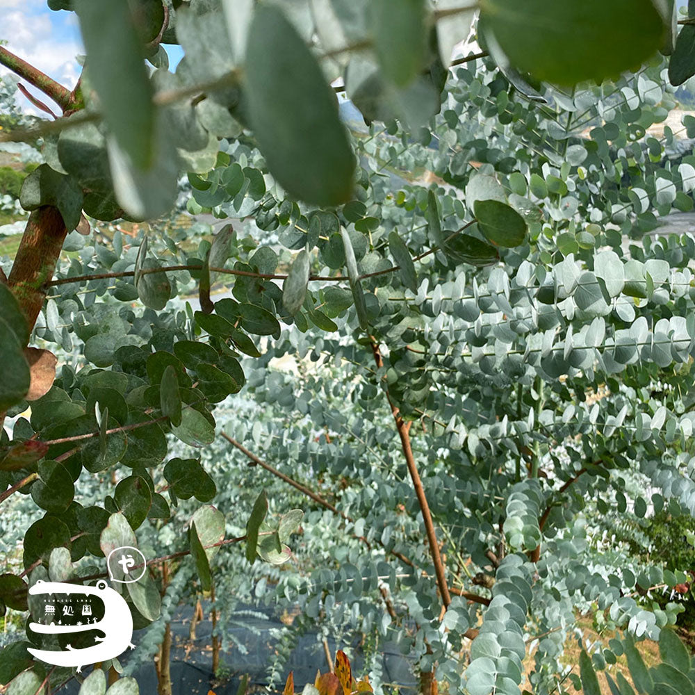 Eucalyptus (pulverulenta/baby blue) [Top-Grade] : 250g/500g