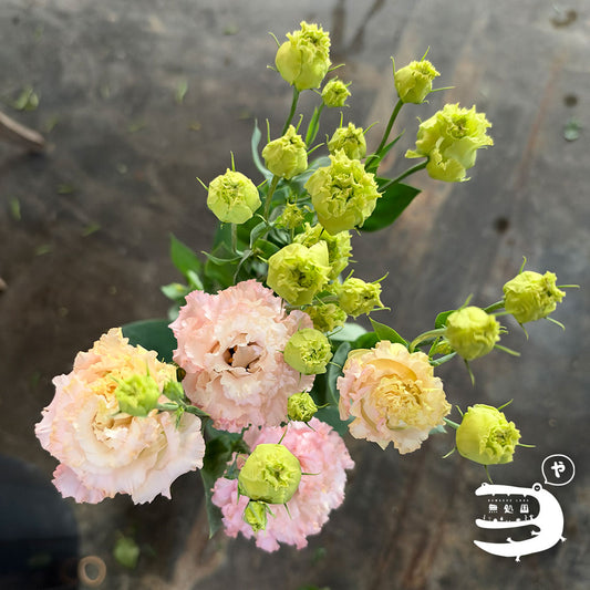 Eustoma / Lisianthus (150g): directly send from Nowhereland farm