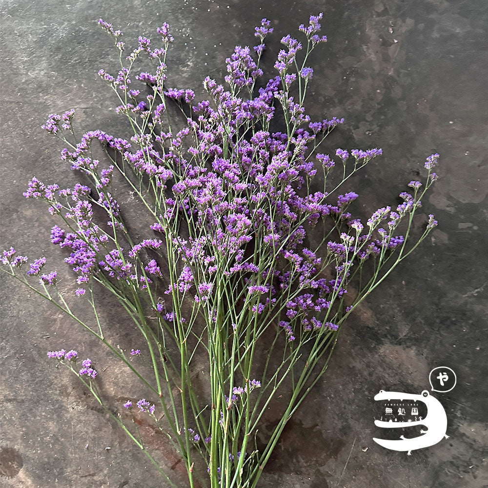 Limonium Caspia [Top-Grade] : 150g