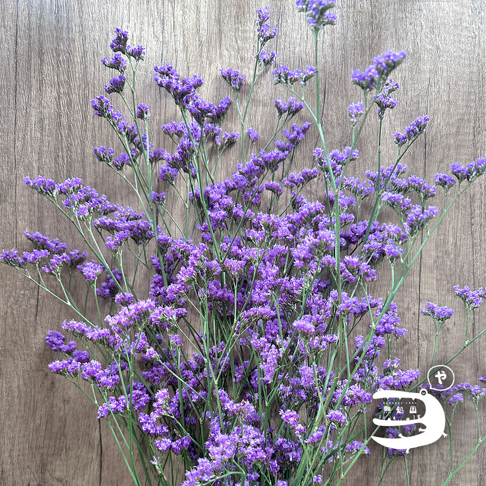 Limonium Caspia [Top-Grade] : 150g