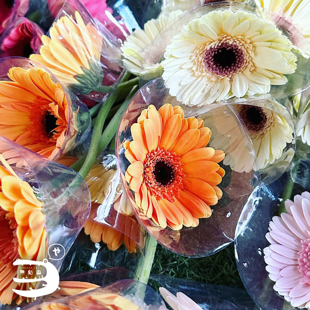 Mini Assorted Gerberas : 10/20/30stems