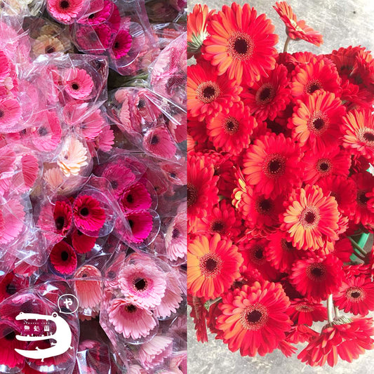 Pink & Red Gerbera Daisy [Top-Grade] : 10stems