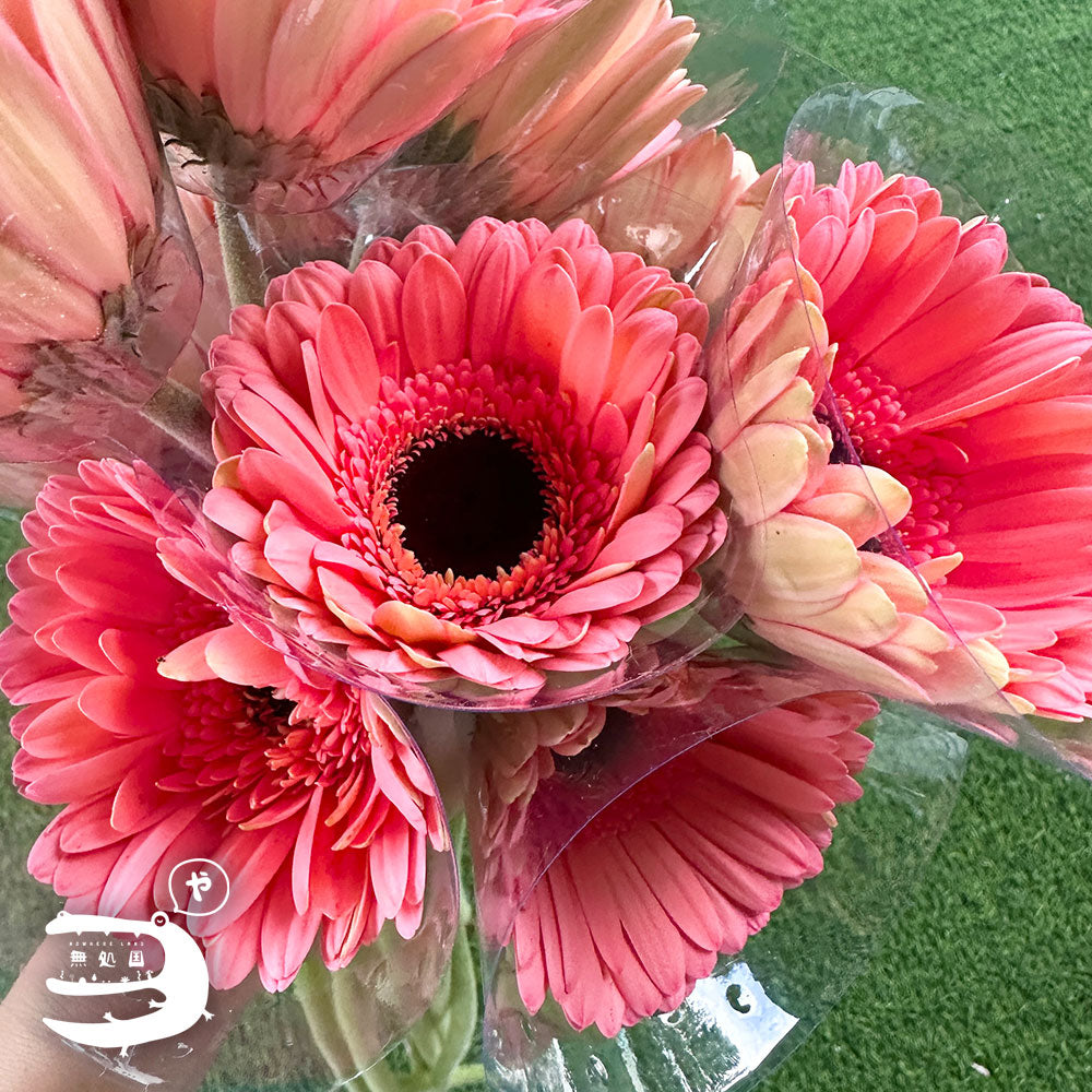 Pink & Red Gerbera Daisy [Top-Grade] : 10stems