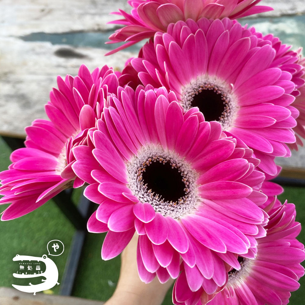 Pink & Red Gerbera Daisy [Top-Grade] : 10stems