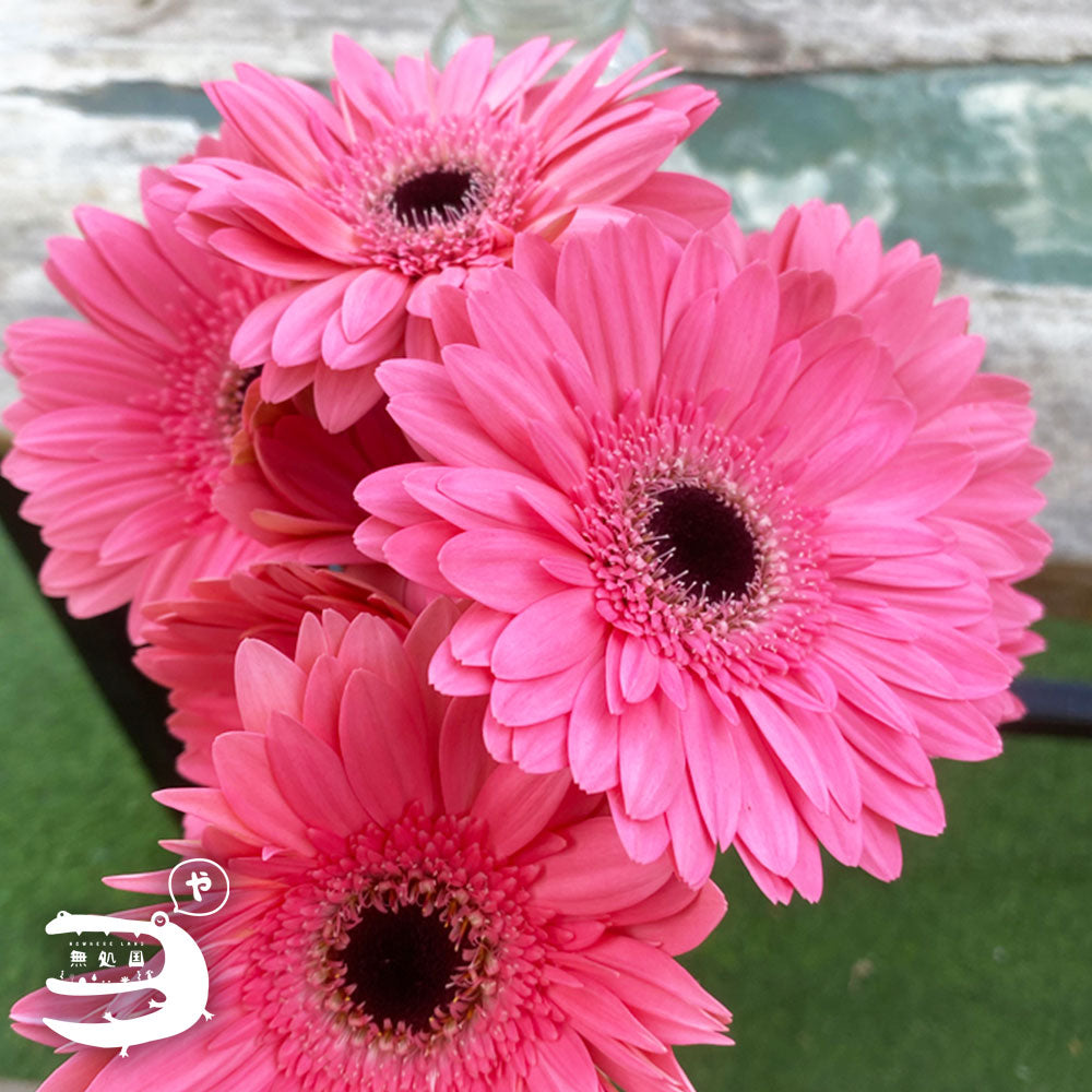 Pink & Red Gerbera Daisy [Top-Grade] : 10stems