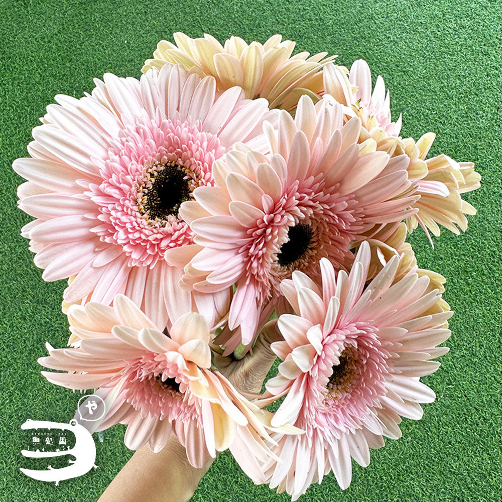 Pink & Red Gerbera Daisy [Top-Grade] : 10stems