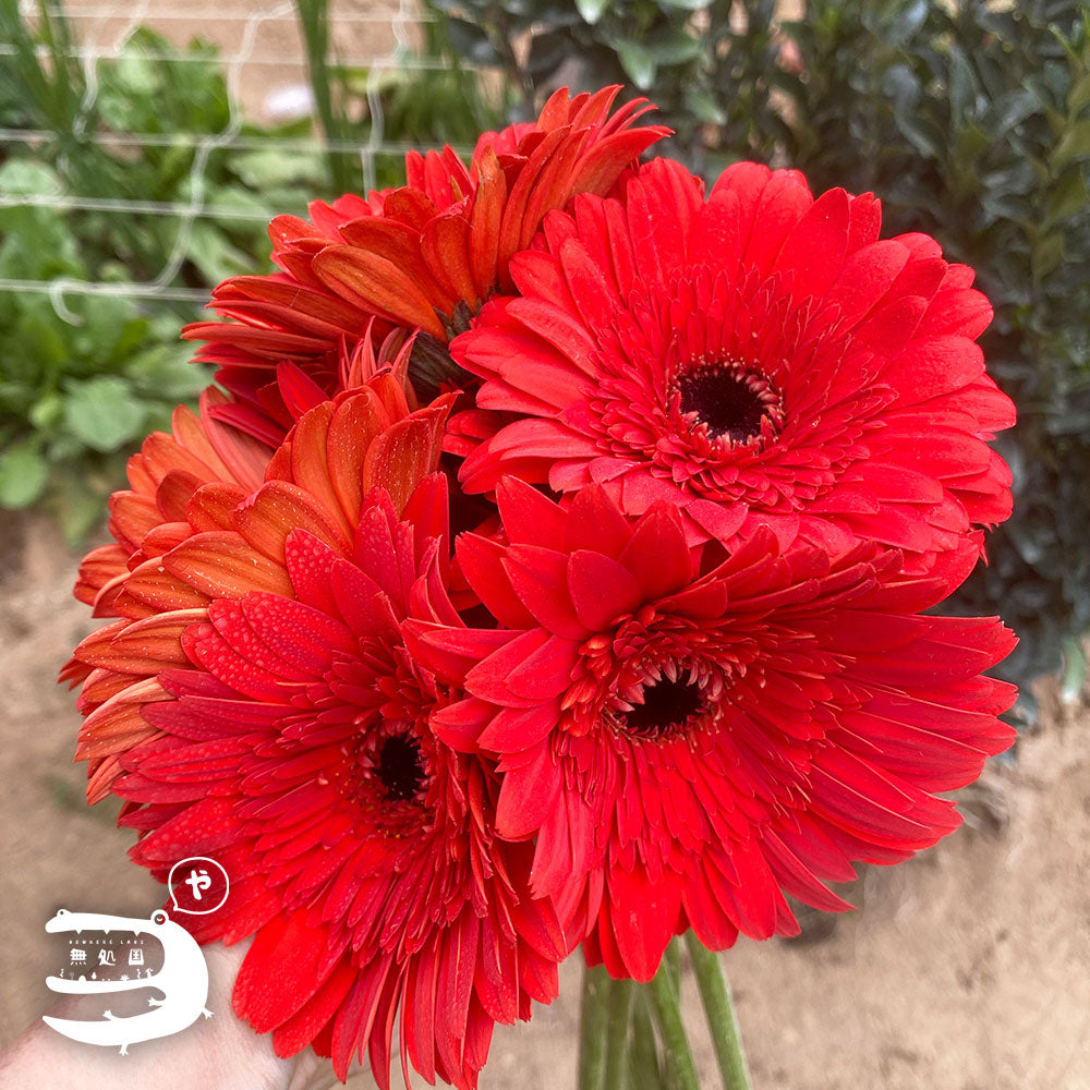 Pink & Red Gerbera Daisy [Top-Grade] : 10stems