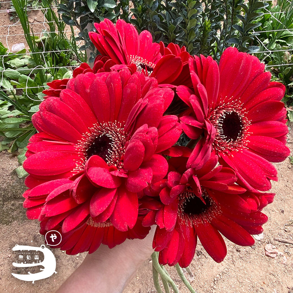 Pink & Red Gerbera Daisy [Top-Grade] : 10stems