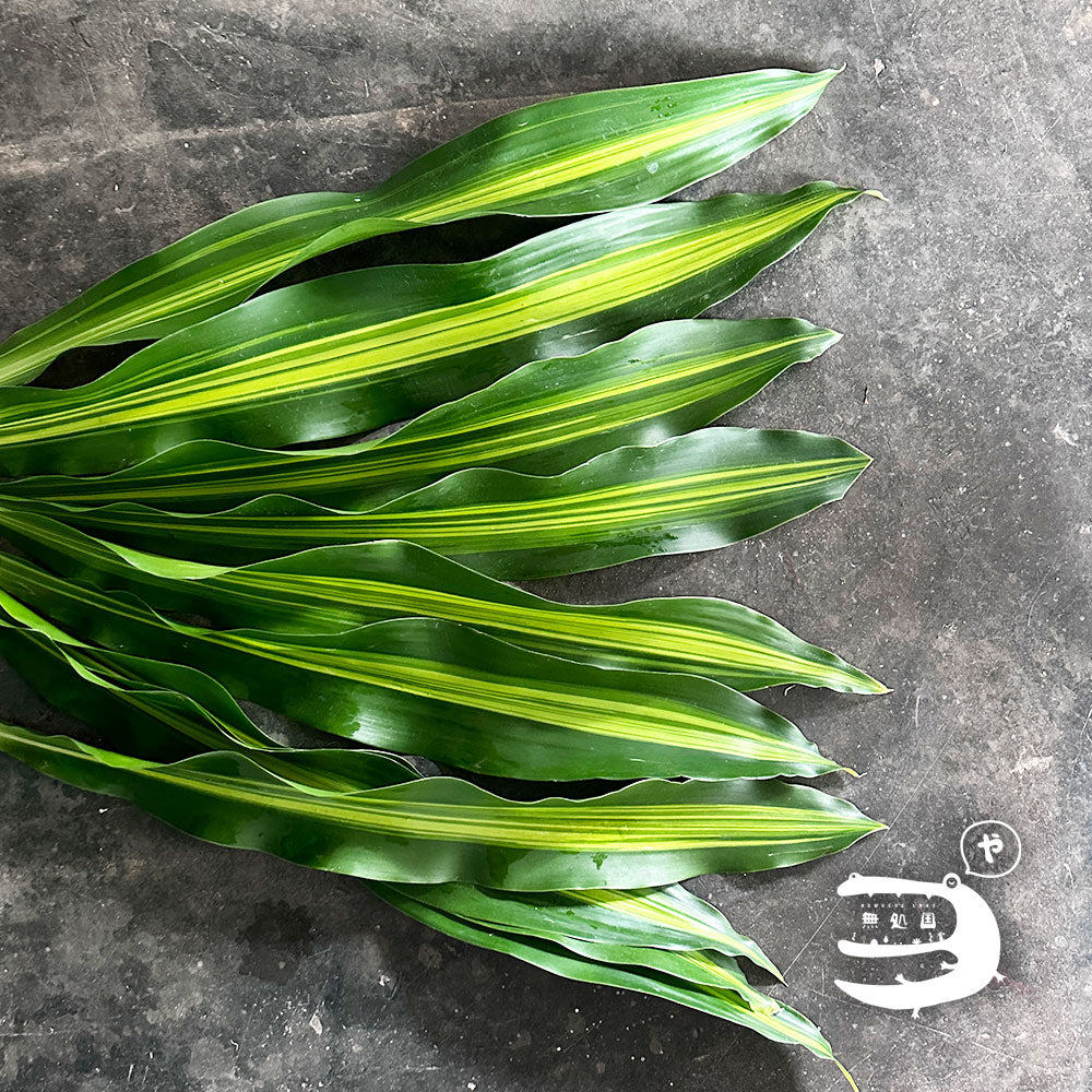 Rock Leaf : 10stems