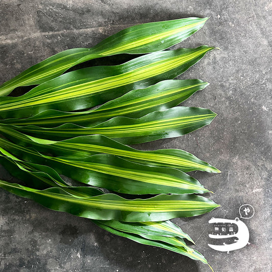 Rock Leaf : 10stems