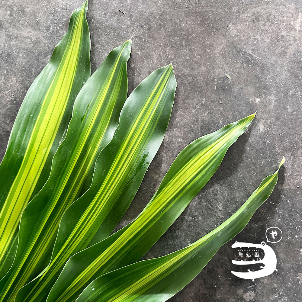 Rock Leaf : 10stems