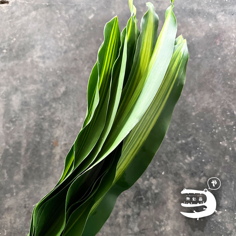 Rock Leaf : 10stems