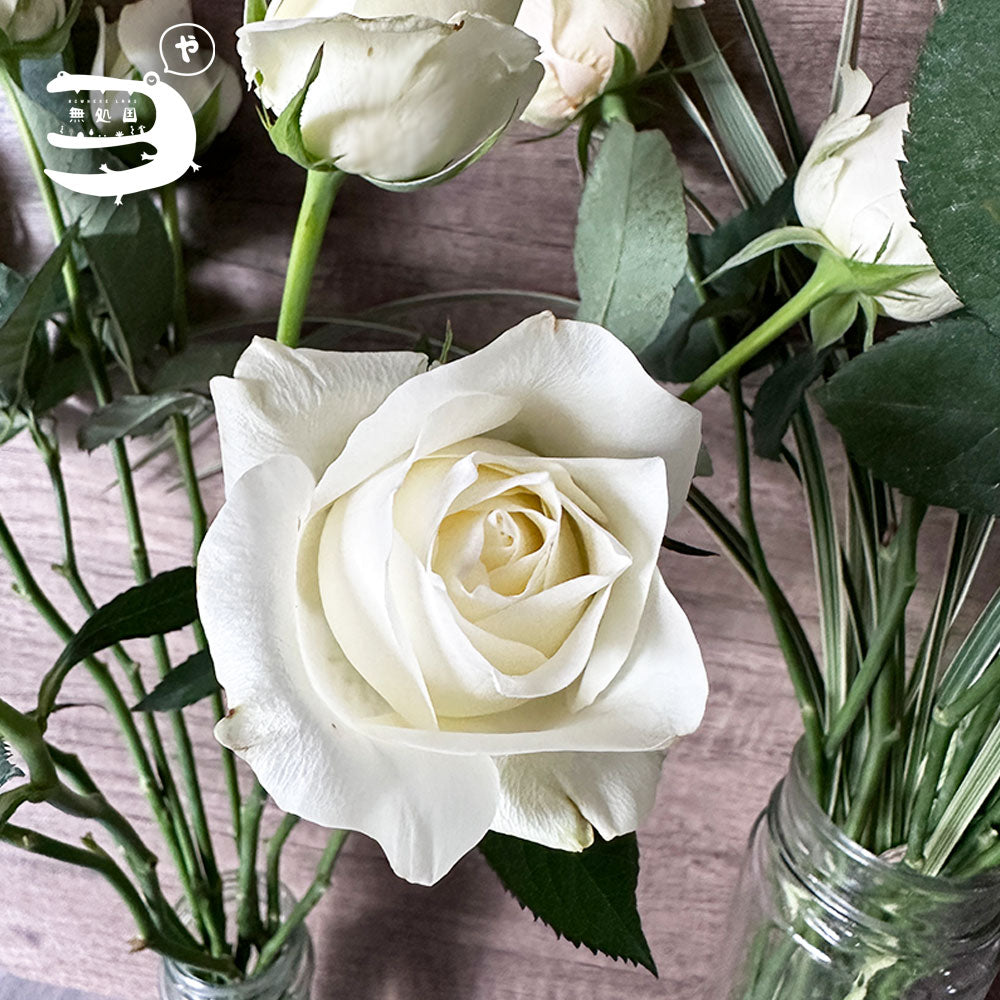 Fresh Rose : 10stems