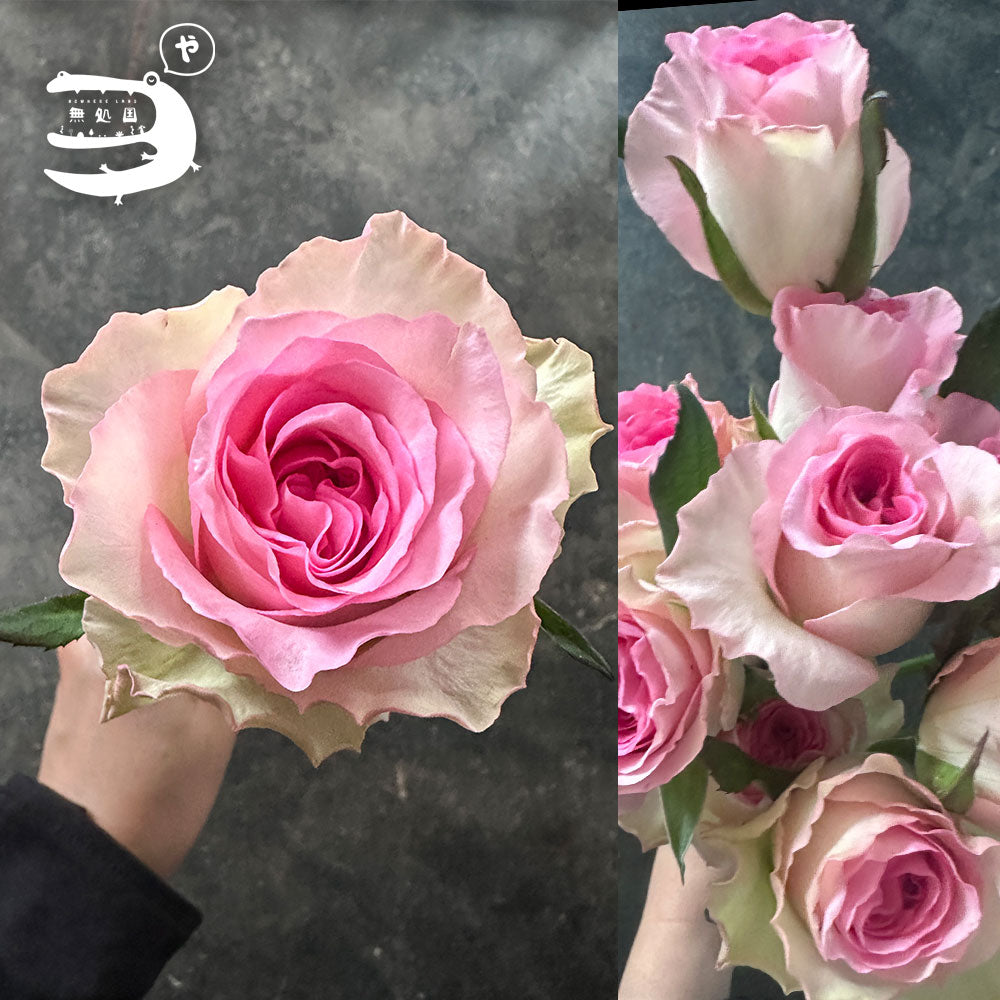 Rose : 10stems directly send from the farm in Cameron Highlands