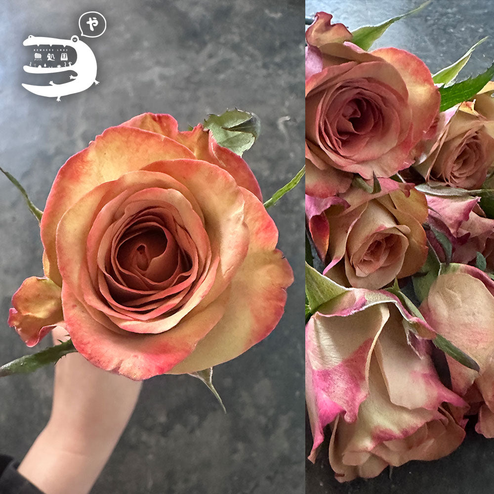 [DIY] Fresh Rose Bouquet Set– Fresh Cut Flowers Malaysia for DIY & Gifts